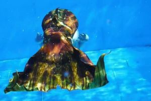 Meerjungfrau unter Wasser