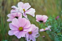 Blumen