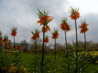 Blumen