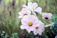Blumen