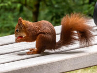 Eichh&ouml;rnchen