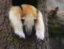 Tamandua
