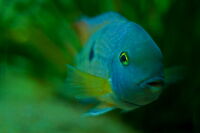 Blaugelber Fisch