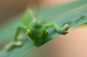 palapeli_junges_jemenchamaeleon