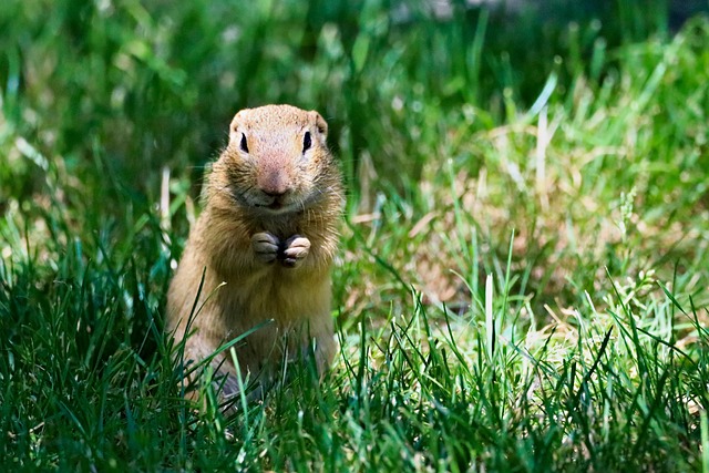veverkolog gopher 4362607 640